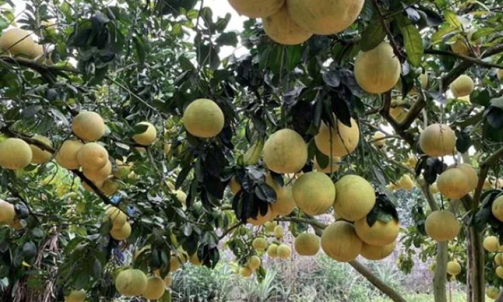 Vietnam’s fresh pomelo licensed to export to RoK